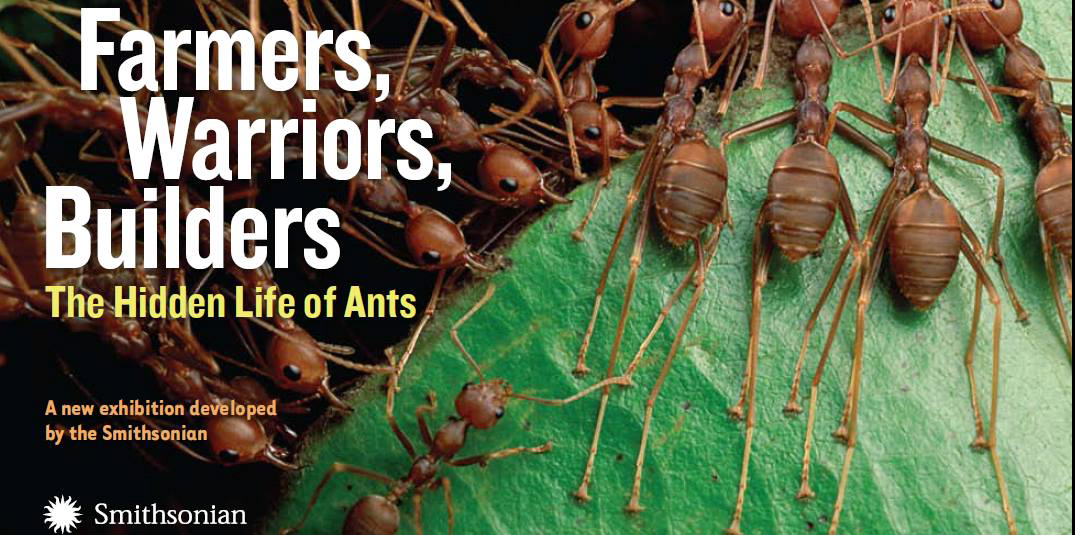 Exhibit ants