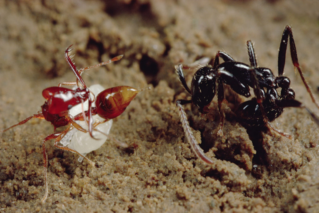 Trapjaw ant Image 1