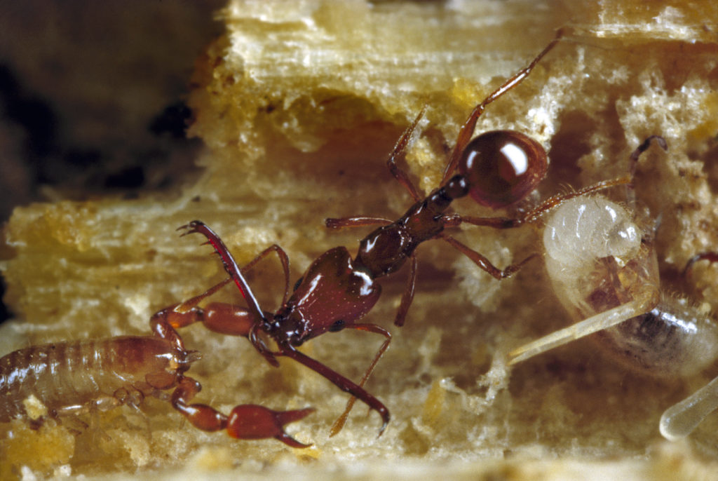 Trapjaw ant image 2